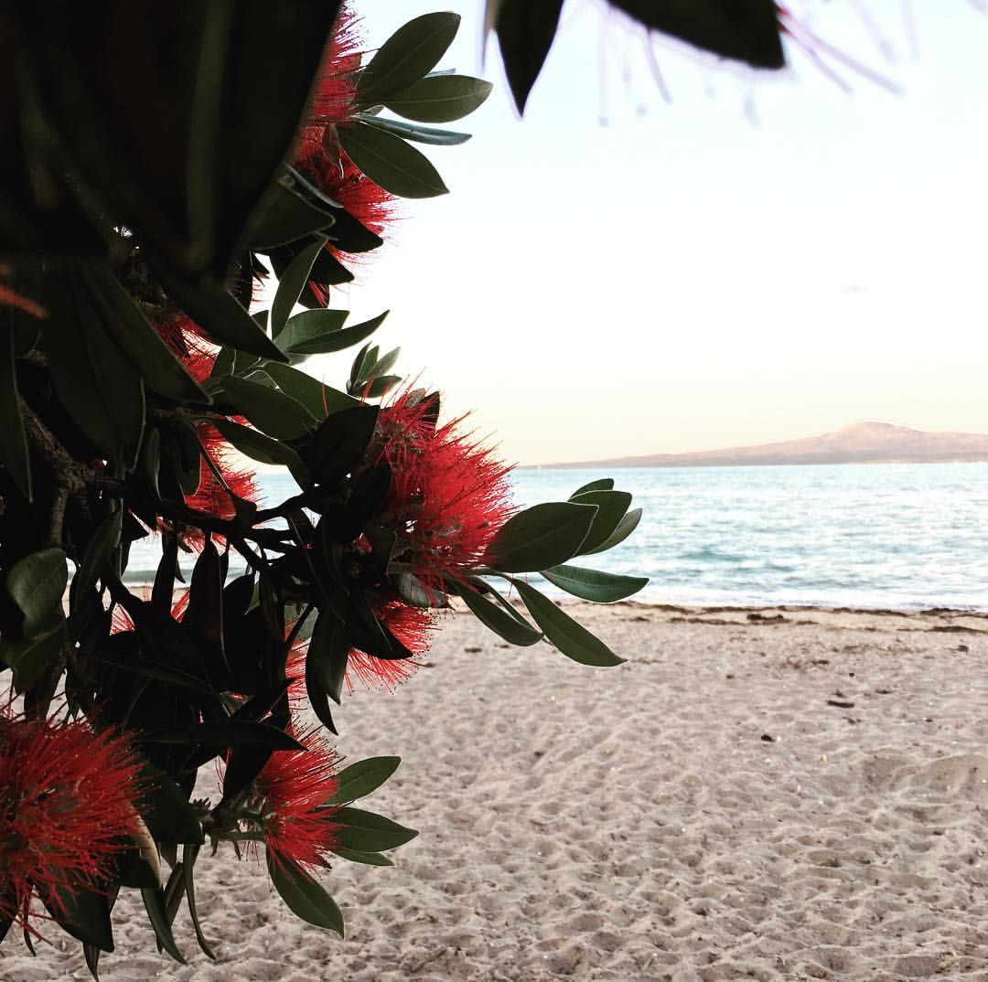#grateful for a warm summer's evening with the pōhutukawa in bloom...hard not to be!