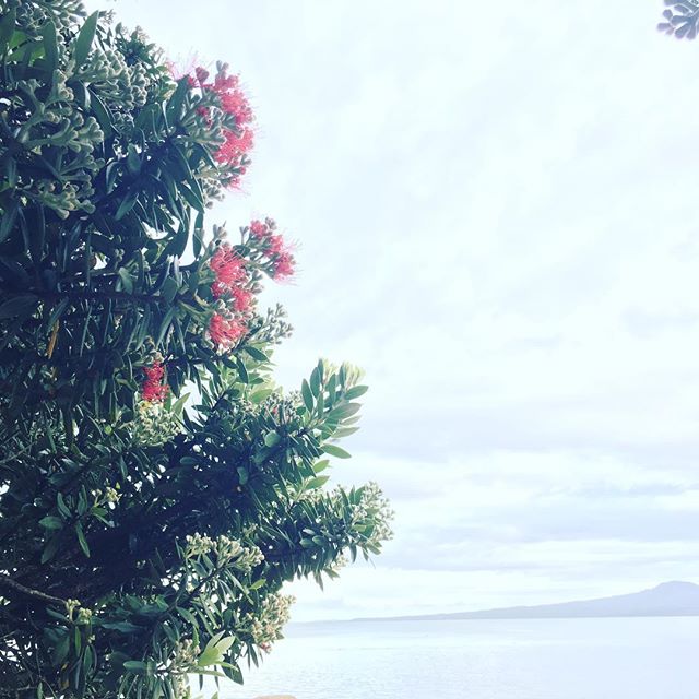 First of the beachfront pohutukawa blossoms! #grateful for summer and Christmas being just around the corner.