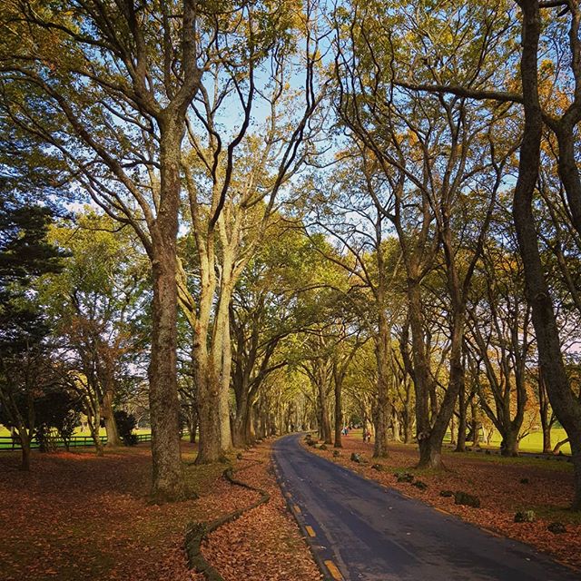 Hard to beat Cornwall Park on a crisp, clear winter's day. #grateful to be exploring the Matariki Trail with my kids today. #jb
