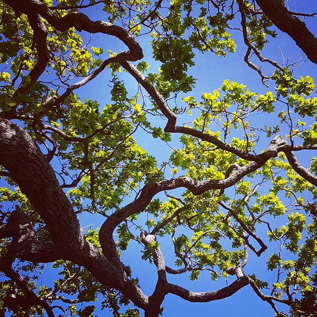 The wind says Winter, but the leaves say Spring! #grateful for a beautiful day