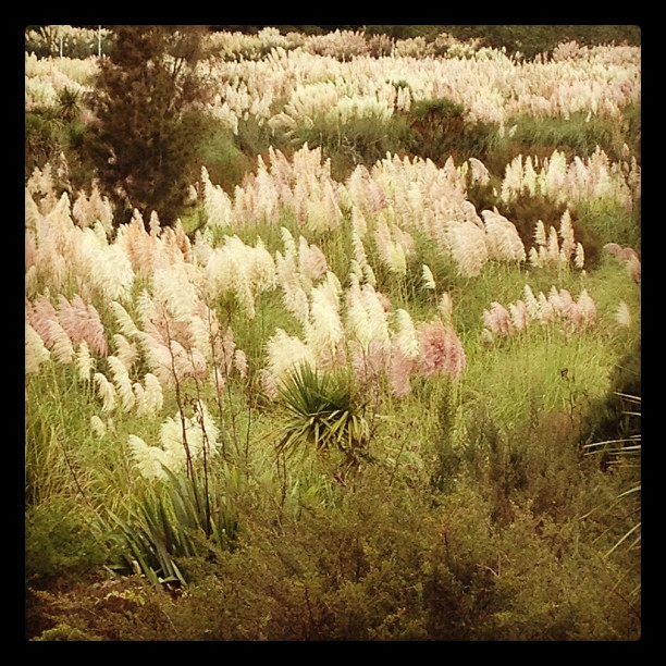 Is this what Dr Suess' Garden would look like?