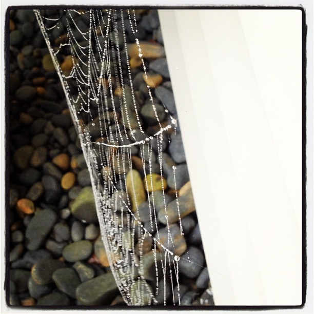 A spider was busy overnight