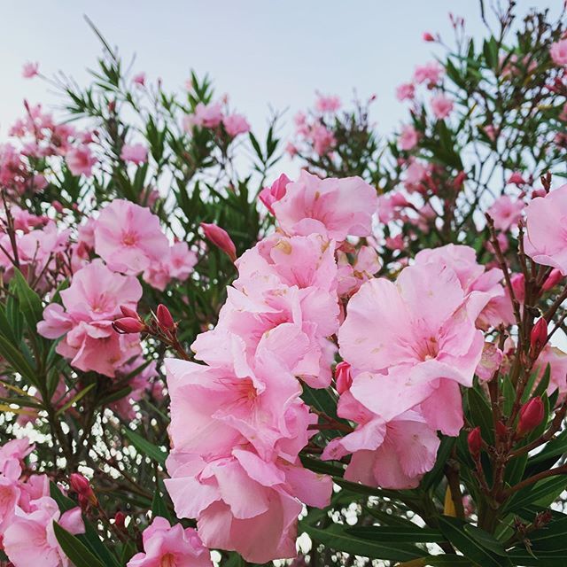 Not really the right colour for Lent, but maybe the right colour for Shrove Tuesday? Because, pancakes. #grateful