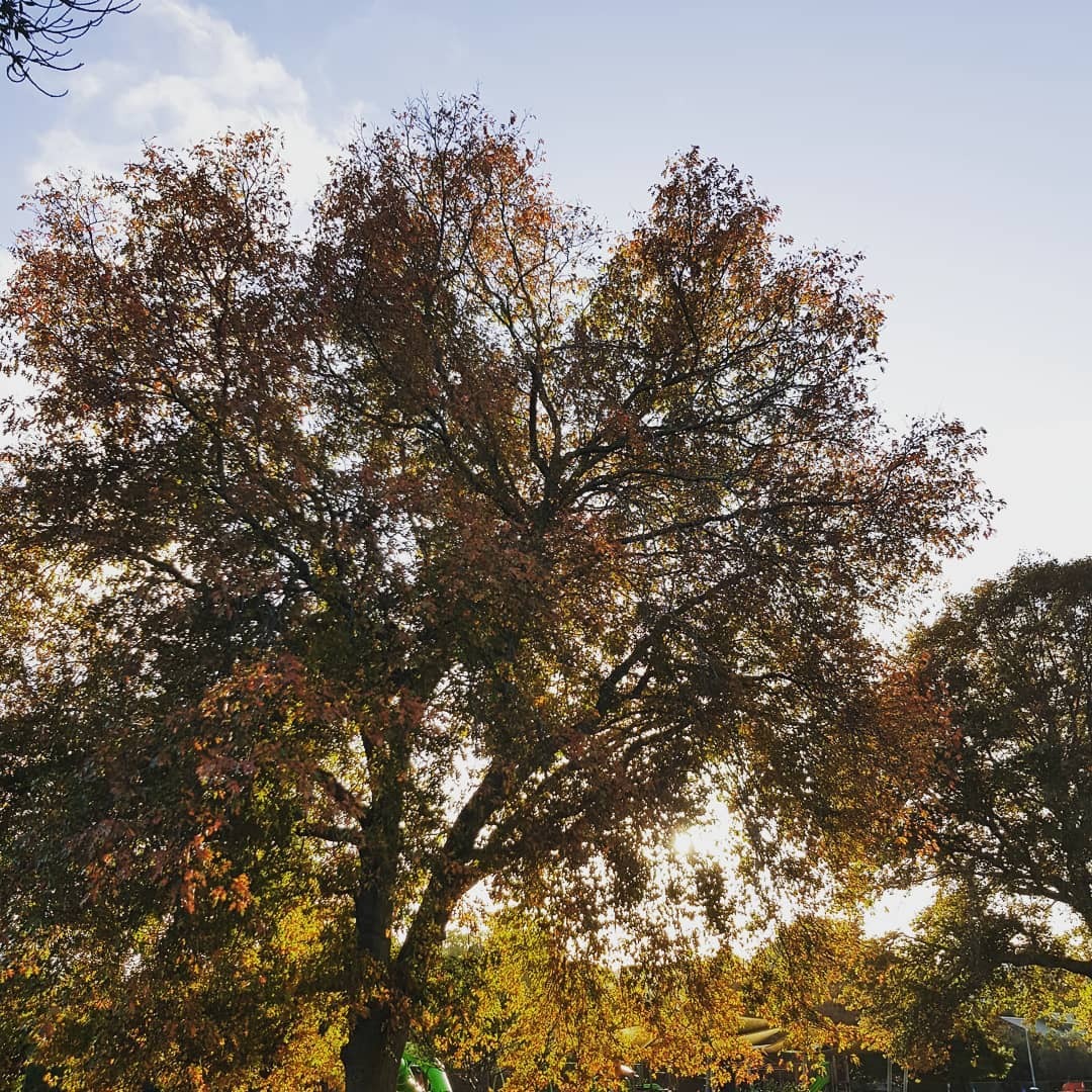 How is it autumn already? Still, #grateful for Level 3. Looking forward to Level 2 and beyond.