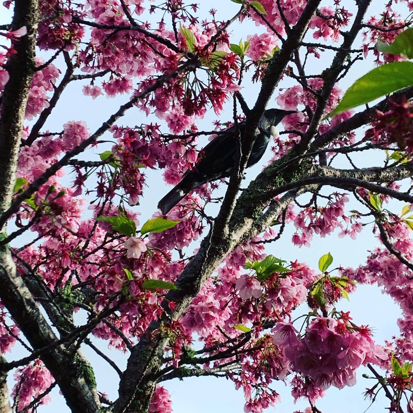 Looks like I’m not the only one #grateful for some Spring blossoms!