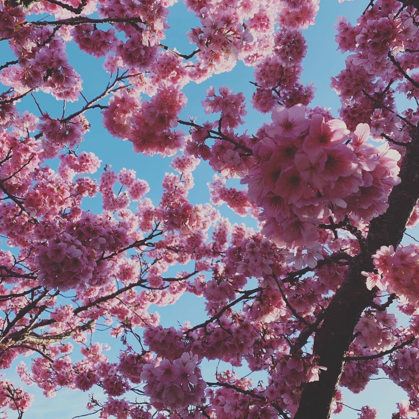 Back in lockdown, so rediscovering #grateful